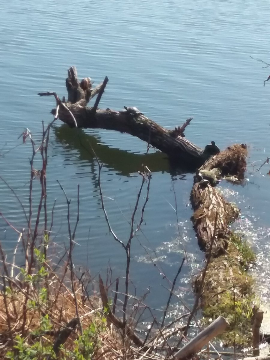 Good morning☕☀️/afternoon/evening.🍵🌙. Wishing everyone a terrific  #Tuesday . Be safe and well. 

#TurtleTuesday 
💦🍀🐢💙🐢☘💦
#spiritual #turtles #lake #wildlife #nature #peaceful #photos