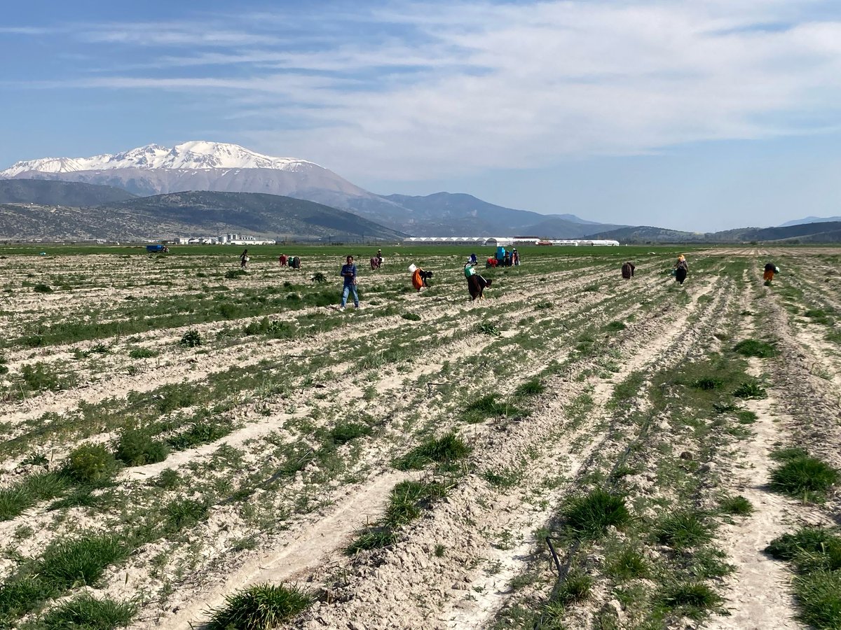 Hakan__Yildiz's tweet photo. İlk Hasadımız Hayırlı Olsun... 🧿

Başladı!

Kitle fonlama sistemi ile @fonbulucu 'da fonlanan Türkiye’nin tarım alanındaki ilk ve en büyük kuşkonmaz yatırımlarından biri olan Sparga1 Tarım A.Ş., Isparta Bozanönü mevkiinde 400 dönüm arazide 2023 baharında dikilen kuşkonmaz fidelerinin ilk hasadını Mayıs 2025’te gerçekleştirecek.

İhracata yönelik bir strateji ile başlayan proje, Türkiye’nin tarım sektörünün büyümeye açık potansiyelini ortaya koyarak, yerel üretimi güçlendiren bir modele evrildi. Isparta, ilerleyen süreçte Sparga2’nin de eklenmesiyle Türkiye’nin en büyük kuşkonmaz üretim alanına sahip bölgesi haline geldi.
Türkiye’nin tarımda katma değerli ürünler üreterek küresel pazarda daha fazla söz sahibi olması gerekiyor. 
Biz de bu hedefle yola çıktık ve sözleşmeli üretim modeliyle hem üreticiyi hem de yatırımcıyı koruyan sürekli ve sürdürülebilir bir yapı oluşturduk. 
İlk hasadımız, Mayıs 2025’te başlıyor. Ayrıca, perakende sektörünün önde gelen isimleri de bu hasadı yakından izliyor ve kuşkonmazı sabırsızlıkla bekliyor. İlk hasadımızdan çıkan kuşkonmazları, ulusal market zincirlerinden satın alabilirsiniz.

Vizyon: Türkiye’de 4000 Dönüm Kuşkonmaz Alanına Ulaşmak!
Türkiye’nin gayri safi milli hasılası, nüfusu ve kişi başına düşen sebze tüketimi dikkate alındığında ve bu değerler benzer ülkeler ile karşılaştırıldığında, kuşkonmaz üretiminin Türkiye’de yıllık 40.000 ton potansiyeline sahip olduğu ve hala çok büyük bir üretim açığı bulunduğu görülmektedir.

Bizler, bu açığı kapatmaya katkı sağlamak ve Türkiye’yi kuşkonmaz üretiminde daha güçlü bir konuma getirmek amacıyla üretim alanlarını önümüzdeki dönemde 4000 dönüme çıkarmayı hedefliyoruz. Bu büyümeyle hem Türkiye’nin tarım ekonomisi güçlenecek hem de yerel üretim artarak dışa bağımlılık azalacaktır.

https://t.co/Z4Xunjp3X8