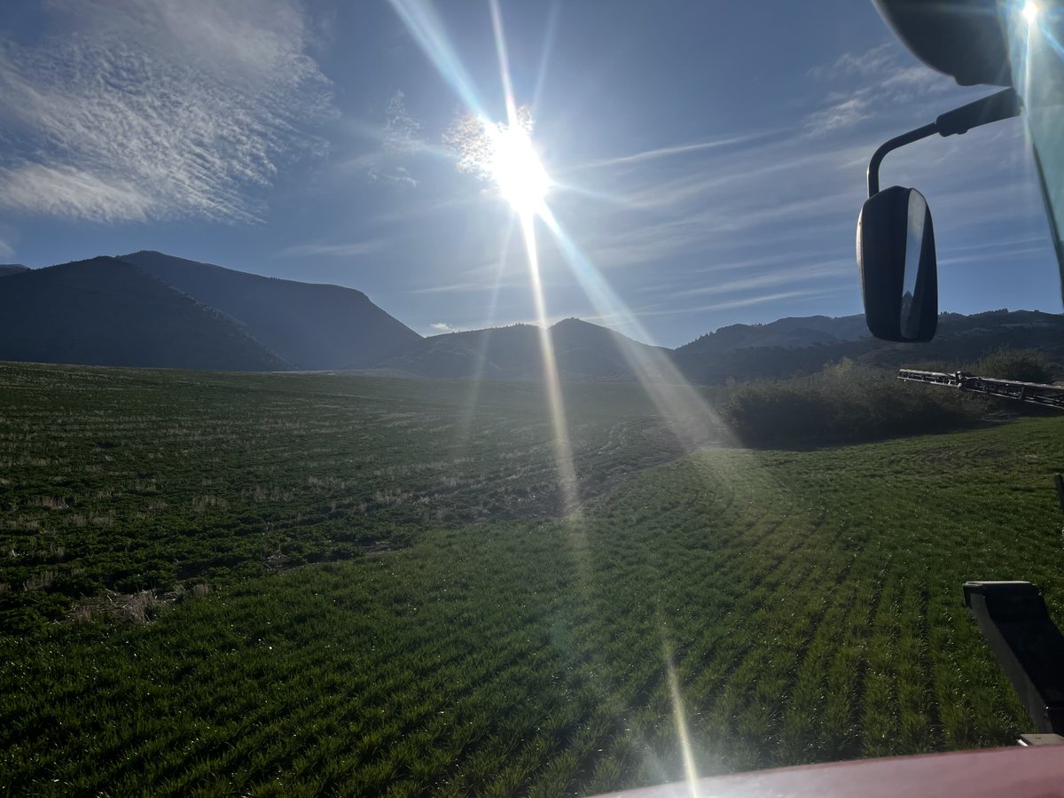 dustfrmer's tweet image. Winter canola and winter wheat in the morning sun. Both still have great potential despite only .03” of rain for April. Hopefully May and June is different