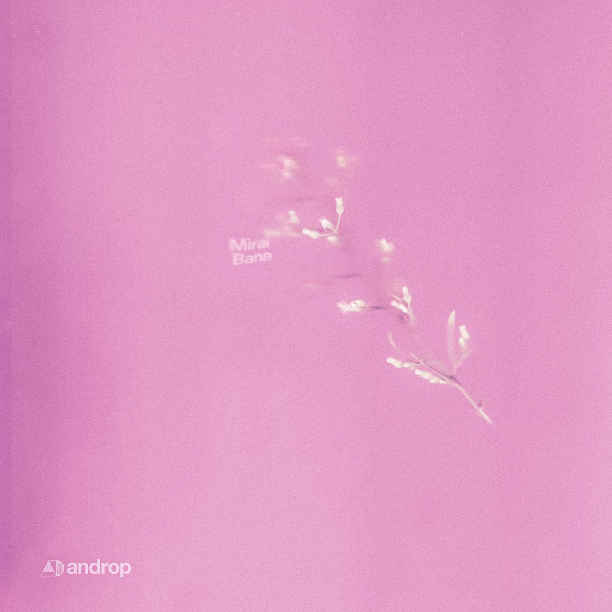 androp 「Mirai Bana」 release.
＊NHK『みんなのうた』  2025年4-5月
androp.lnk.to/miraibana

#androp
