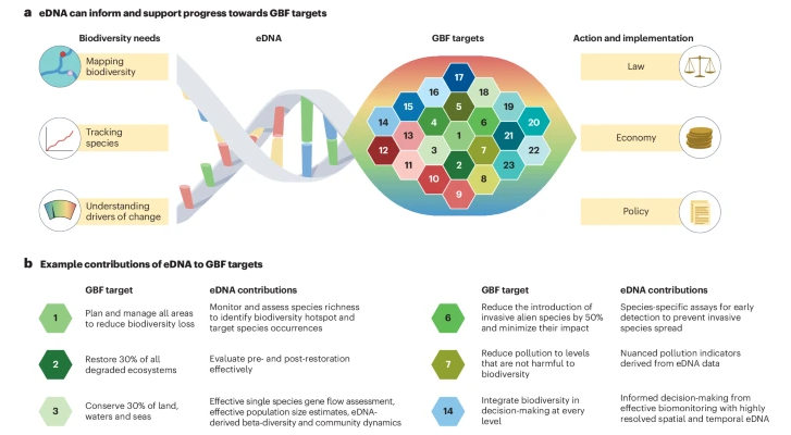 UK Centre for Ecology & Hydrology (@uk_ceh) on Twitter photo Out now in <a href="/NatRevBiodiv/">Nature Reviews Biodiversity</a>! Reviewing the current state of aquatic #eDNA research and its usefulness for contributing towards the Kunming–Montreal Global #Biodiversity Framework
Includes input from UKCEH's Lori Lawson-Handley ⬇️
rdcu.be/ejPVG Out now in <a href="/NatRevBiodiv/">Nature Reviews Biodiversity</a>! Reviewing the current state of aquatic #eDNA research and its usefulness for contributing towards the Kunming–Montreal Global #Biodiversity Framework
Includes input from UKCEH's Lori Lawson-Handley ⬇️
rdcu.be/ejPVG