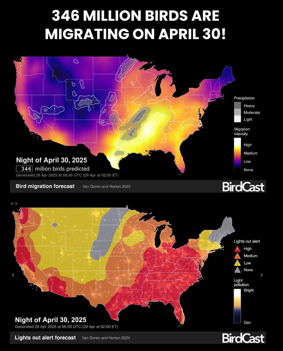 FeatherFriendly's tweet image. 🚨 Peak Migration Approaching!

346 million birds are migrating across the US tomorrow night. Make sure to turn #lightsout and treat your glass with Feather Friendly markers to keep birds safe from collisions!

#featherfriendly #peakmigration #springmigration