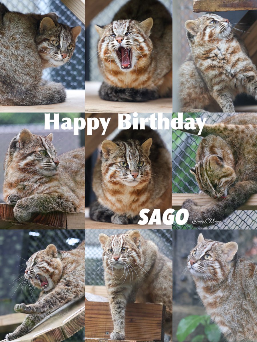 eee698eee's tweet image. さごくん&さすなちゃん
4歳のお誕生日おめでとうございます㊗️✨
📷:2025.04 #沖縄こどもの国
#ツシマヤマネコ #さご #佐護