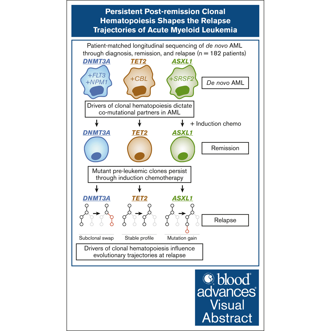DNMT3A, TET2, and ASXL1 mutations differentially shape the subsequent evolutionary trajectories of AML from diagnosis through relapse. ow.ly/rXck50VFJea #myeloidneoplasia