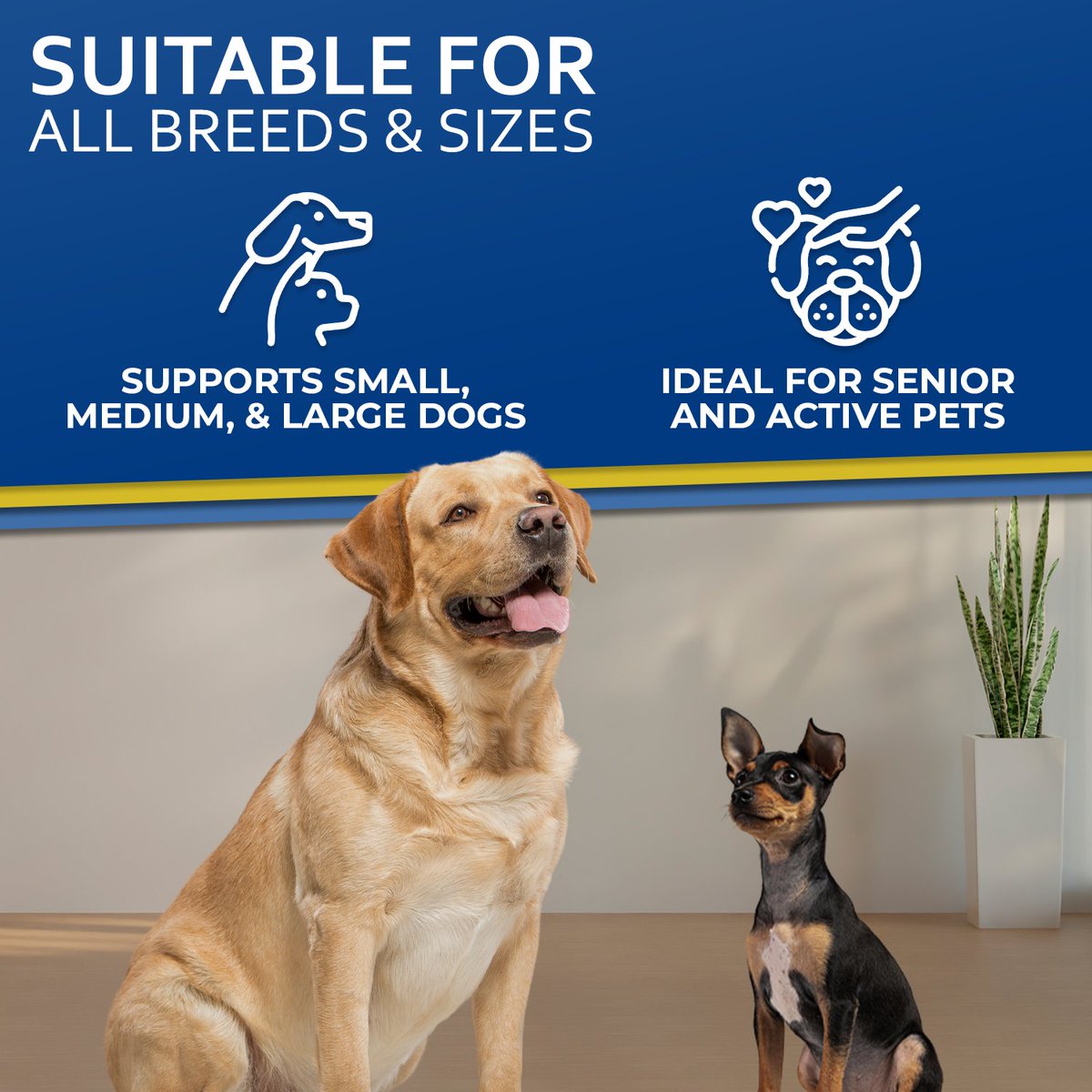 ChiroOutfitters's tweet image. Your Dog Deserves The Best!
Free from artificial fillers or preservatives, OsteoBark’s hip and joint chews for dogs feature only premium grade nutrients for maximum support.
amazon.com/dp/B0DZ8KL95M #jointchewsfordogs #dogjointhealth #dogjointsupport #dogjointsupplement