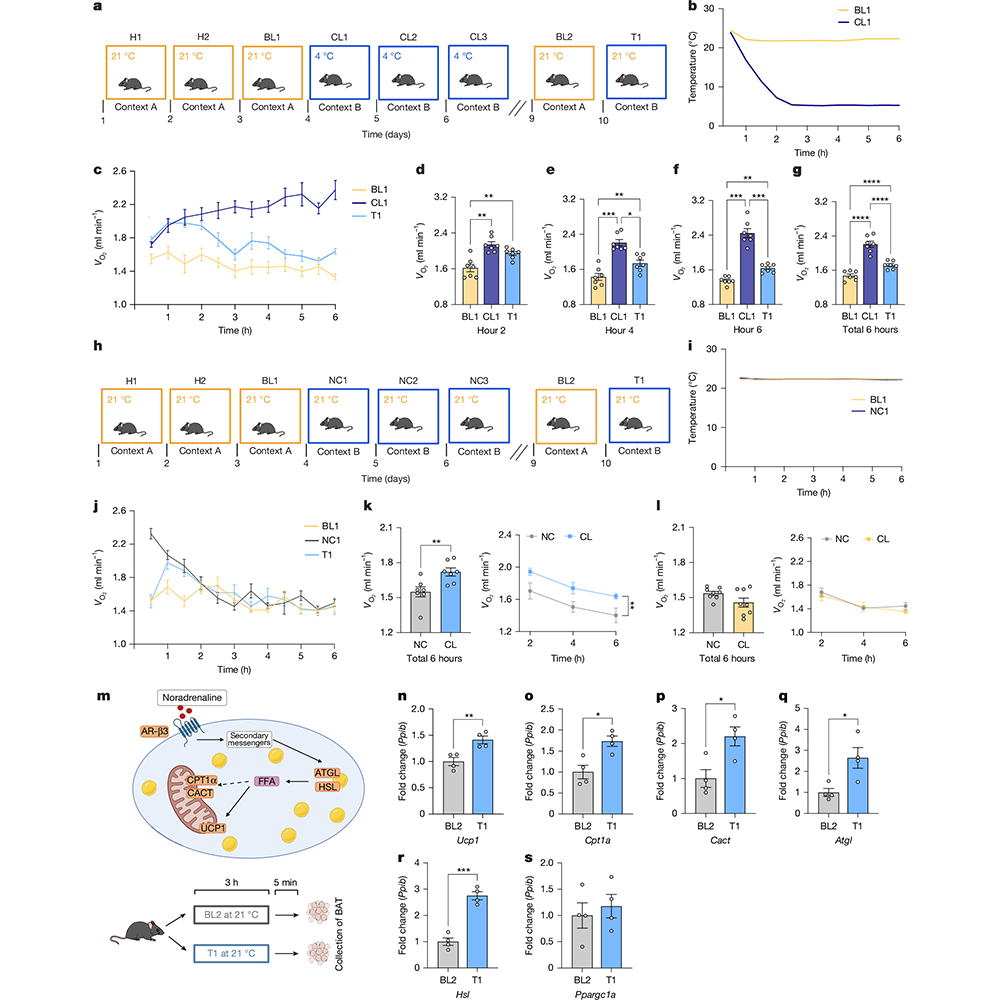 A study in <a href="/Nature/">nature</a> provides evidence in mice that cold memory can alter whole-body metabolism, suggesting that memory recall alone can influence temperature regulation and metabolic activity.
go.nature.com/4jnKj26 
go.nature.com/3GsY29k 🔒
