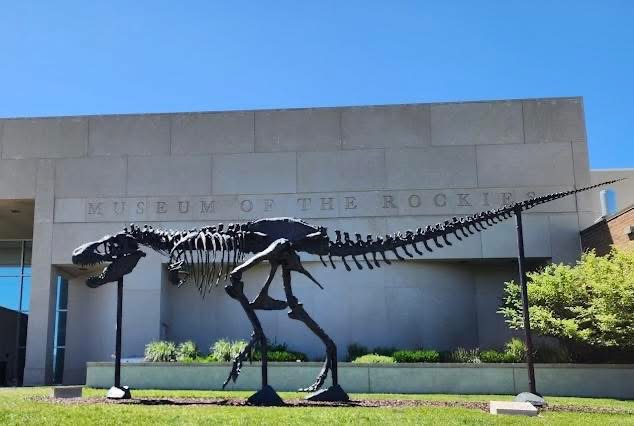 Research Casting International (@researchcasting) on Twitter photo Just last week, some of our #SkeletonCrew paid a visit to the <a href="/MuseumRockies/">Museum of the Rockies</a>, and snapped this photo of the magnificent replica bronze cast of MOR 555, a legendary Tyrannosaurus rex "Big Mike". This is a life-size replica of one of the most complete T. rex skeletons ever Just last week, some of our #SkeletonCrew paid a visit to the <a href="/MuseumRockies/">Museum of the Rockies</a>, and snapped this photo of the magnificent replica bronze cast of MOR 555, a legendary Tyrannosaurus rex "Big Mike". This is a life-size replica of one of the most complete T. rex skeletons ever