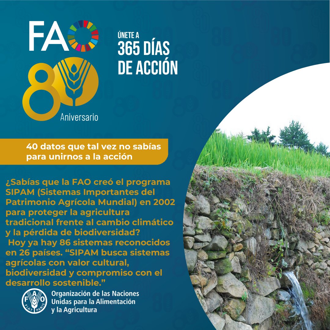 FAO_Colombia's tweet photo. 🥳¡Hora de revelar la respuesta de nuestra #TriviaFAO!
El programa SIPAM fue creado en 2002 para proteger la agricultura tradicional frente al cambio climático y la pérdida de biodiversidad.
¡Ya hay 86 sistemas reconocidos en 26 países!💙
#FAO80 https://t.co/oousVpPko1