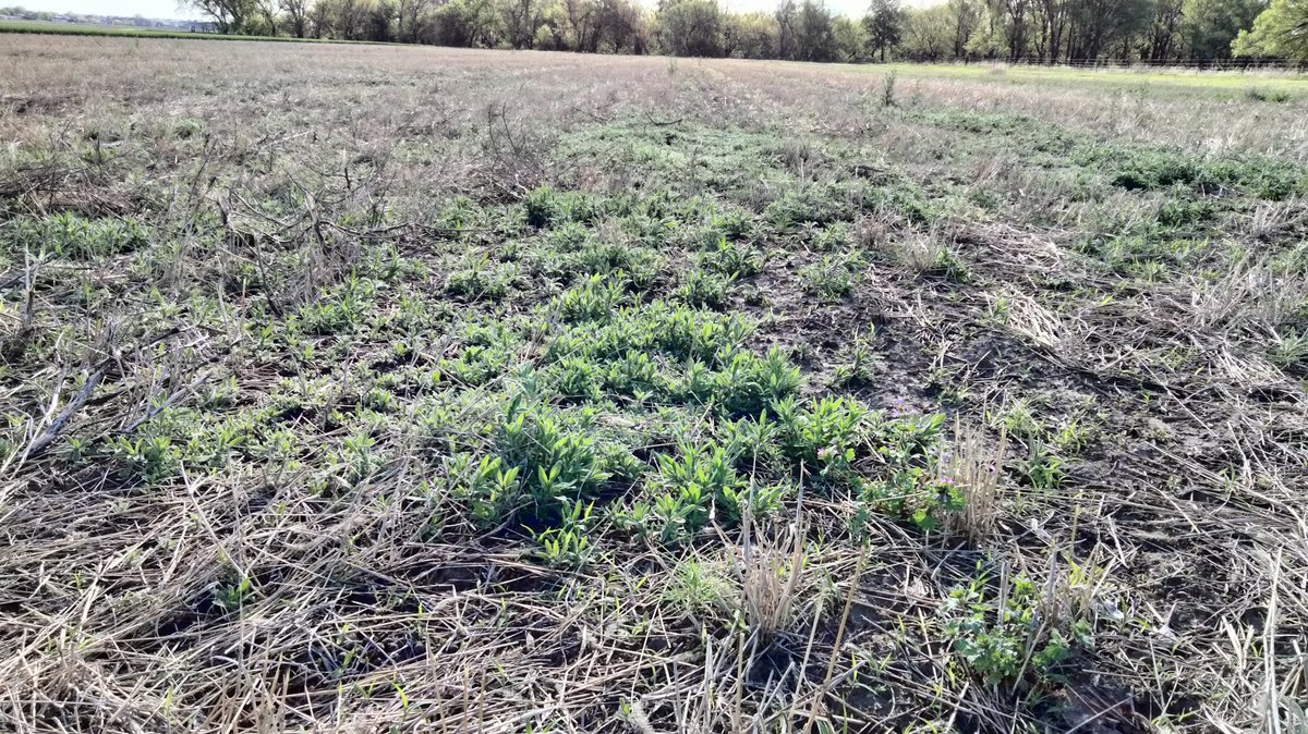 In dryland production systems, controlling early emerging weeds like kochia is critical for soil water conservation and crop yield. Trying to find a spot with a uniform and consistent kochia stand to test a few burndown herbicide programs.