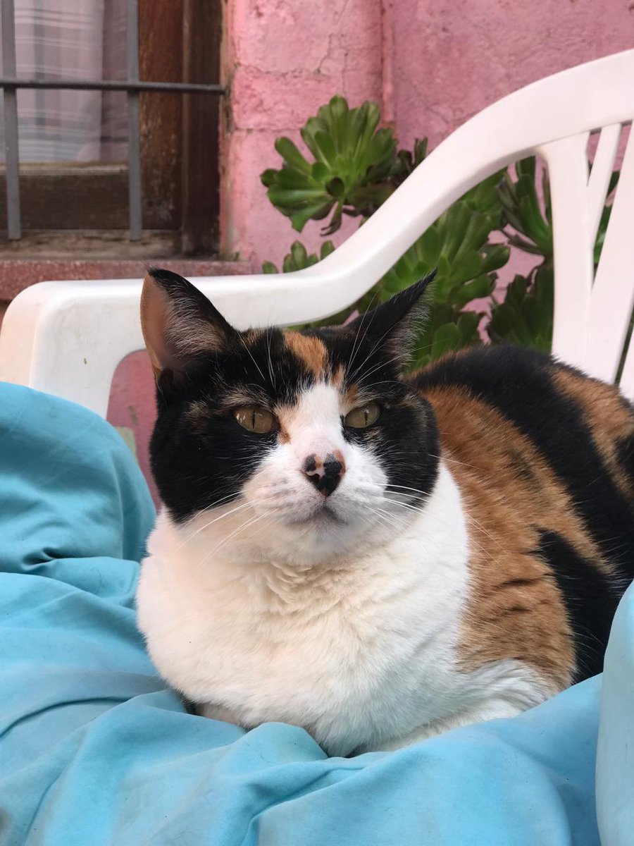 #DiaDelAnimal : Penny