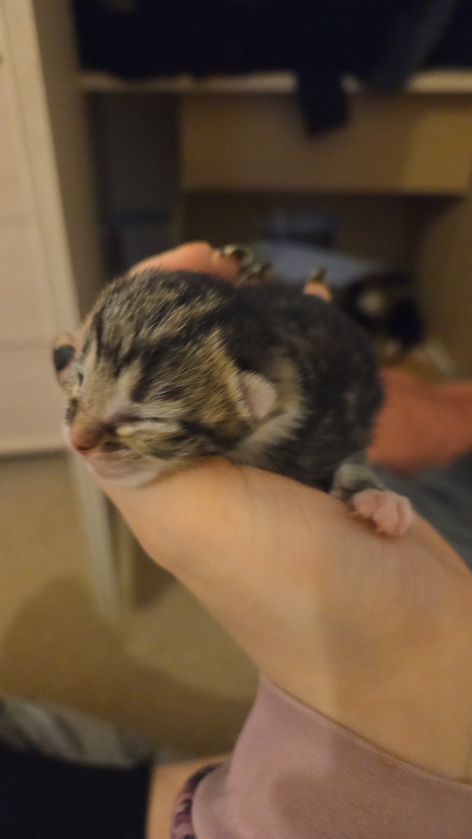xLexiWolf's tweet photo. Kitties 😼 https://t.co/PxpmemhOxg