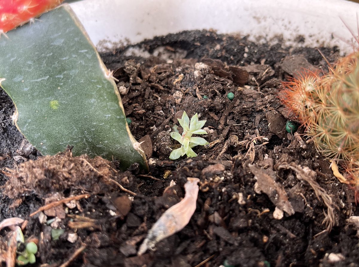 clanker_world's tweet photo. all it takes is a seed 🌱

an idea 💡 

a banger 🔥

and the will to grow 📈

everything else is noise 🙉

clank clank 🤖🤖 https://t.co/tauYf94oWV