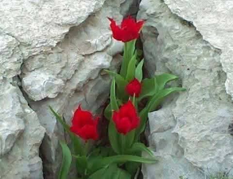 أتيئس ….؟! 
ولَك رب قادرًا على انبات الوردة من قلب الحجر..  🌸