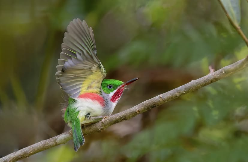 Chicuí (Todus angustirostris) Endémico de la Isla de Santo Domingo. Foto de Fritz Pichardo Cornelio