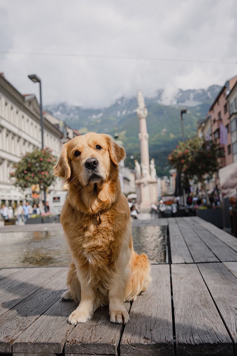 The Innsbruck Region is the perfect getaway for you and your furry best friend! 🏔️🐾

Whether you’re wandering through the Old Town or hiking in the mountains, your dog can come along for the adventure!