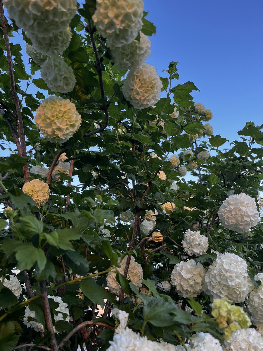 kimberlygrigsby's tweet photo. Colors of Spring... Most of the flowers were planted by my great grandmother decades ago. How beautiful they still are; they make me smile. #SpringInKy #Legacy https://t.co/yMJdgBkpyS