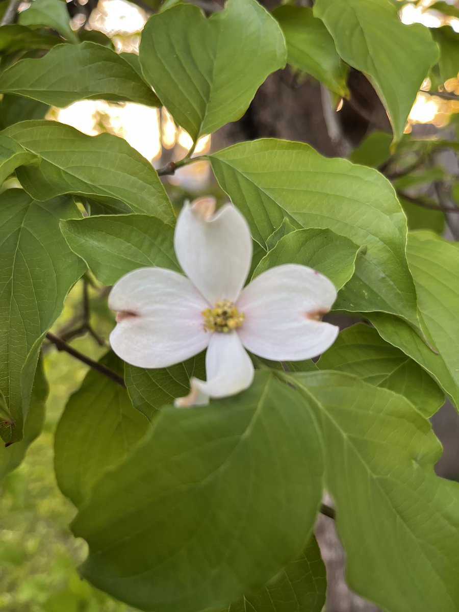 kimberlygrigsby's tweet photo. Colors of Spring... Most of the flowers were planted by my great grandmother decades ago. How beautiful they still are; they make me smile. #SpringInKy #Legacy https://t.co/yMJdgBkpyS