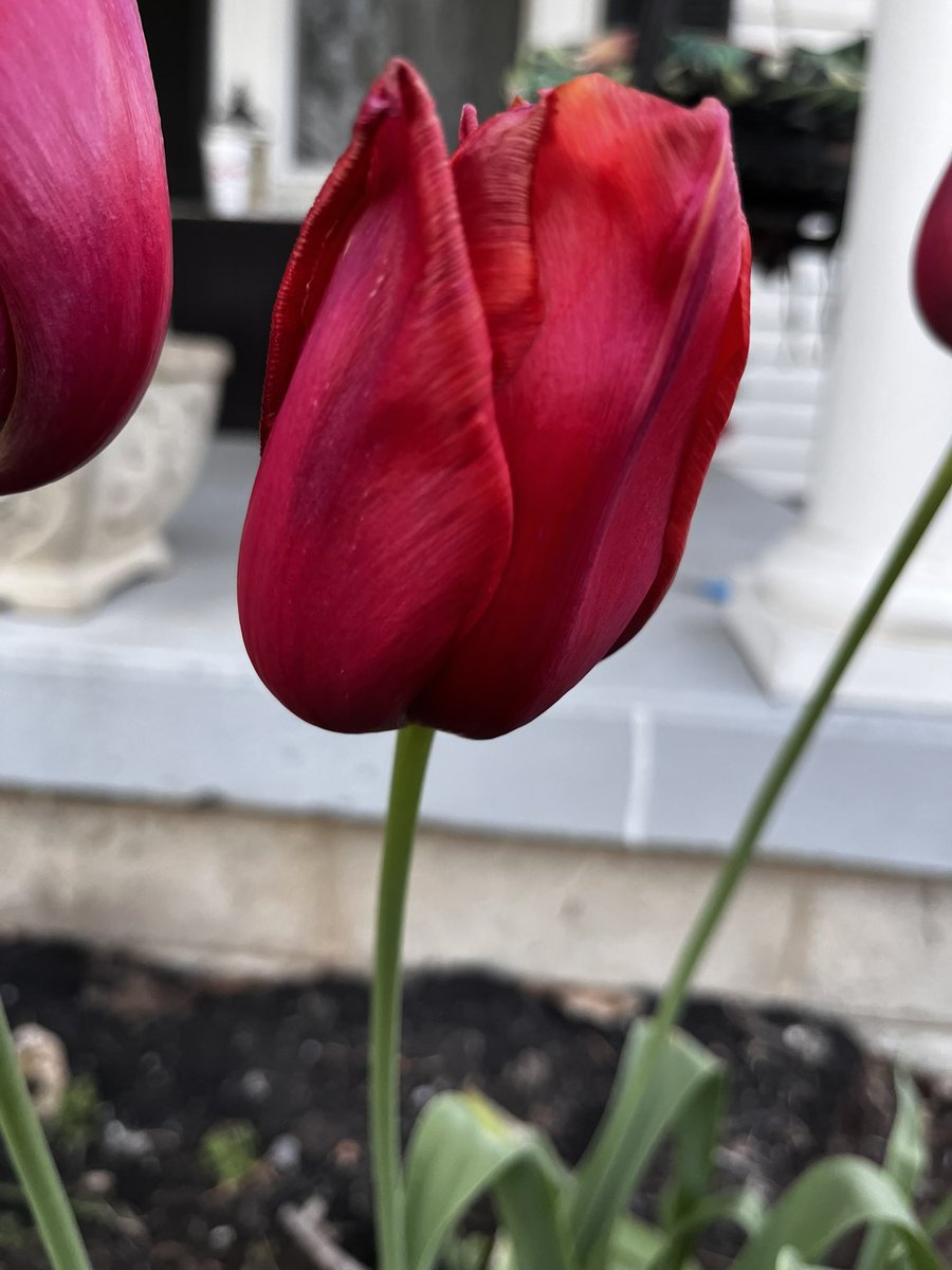 kimberlygrigsby's tweet photo. Colors of Spring... Most of the flowers were planted by my great grandmother decades ago. How beautiful they still are; they make me smile. #SpringInKy #Legacy https://t.co/yMJdgBkpyS