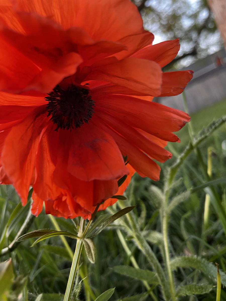 kimberlygrigsby's tweet photo. Colors of Spring... Most of the flowers were planted by my great grandmother decades ago. How beautiful they still are; they make me smile. #SpringInKy #Legacy https://t.co/yMJdgBkpyS