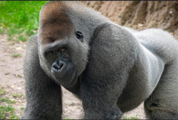 BREAKING 🚨🚨: Kumbaku, a 420 lb silverback gorilla at the St. Louis Zoo, was reportedly stolen overnight by a group of nearly 30 masked individuals. Zoo officials say “we have no idea how they pulled this off.”