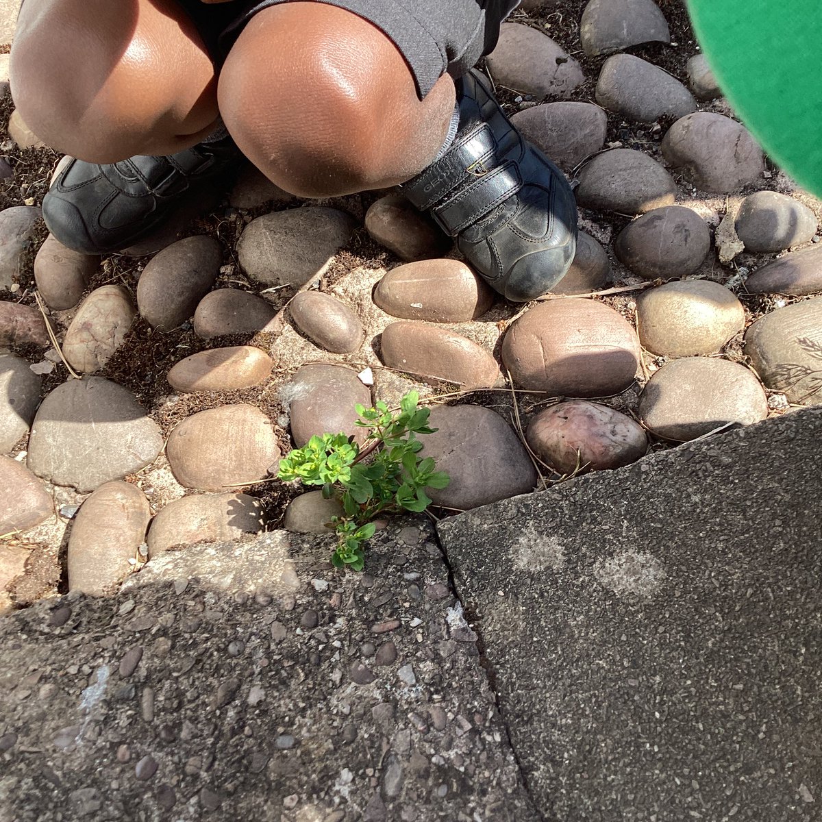 whcps's tweet photo. Year 1 have been busy searching for plants in different places on the school field. #whcscience #whcyear1 https://t.co/0NkQm17xPJ
