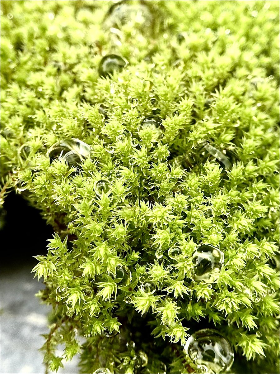 AnndroR's tweet image. Great theme!

#FromTheEarth 🇨🇴😉