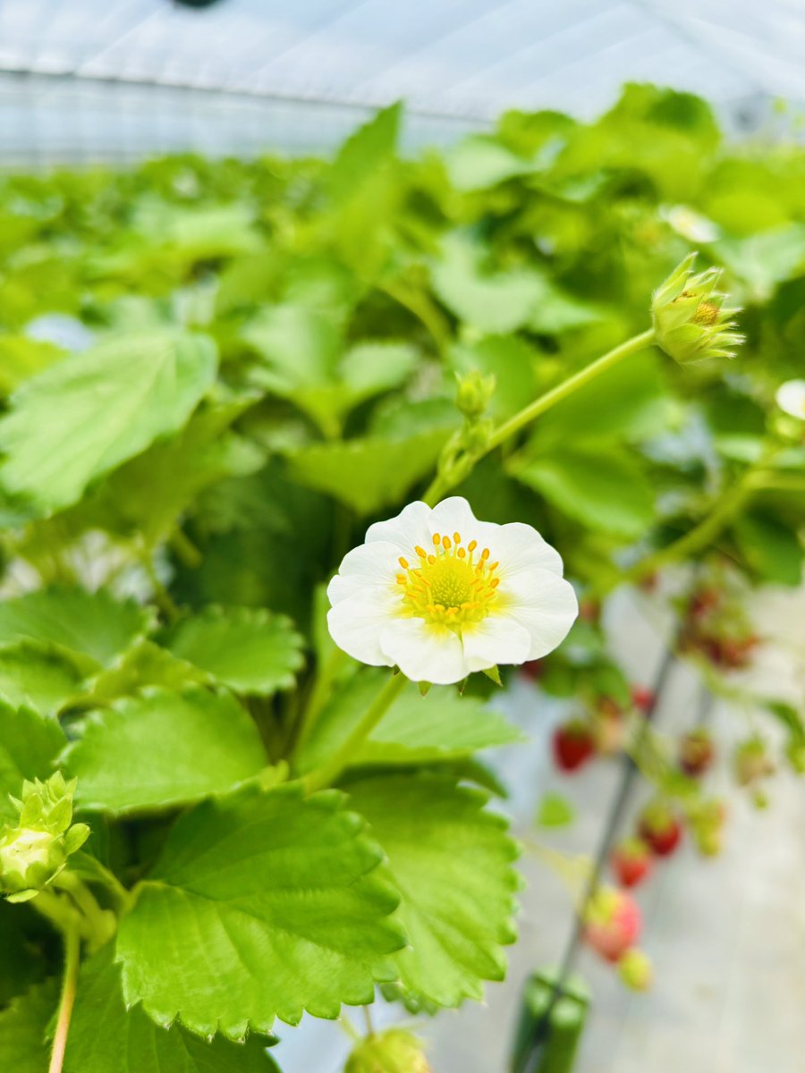 Ut74SDcPm725252's tweet image. 5人でいちご狩り◟(๑•͈ᴗ•͈)◞🍓
大好きな苺食べ放題🍓✨️
『私、70個は食べれる!』と言うたら
えっ…あり得ないとビックリされたけど
全員!70〜80個食べてました〜
ꉂꉂ(¯ᗜ¯艸)𐤔
因みにいちごはお野菜だよ (∩˃o˂∩)♡
#私の大切な宝者へ
#写真で伝えたい私の世界
#iPhone越しの私の世界