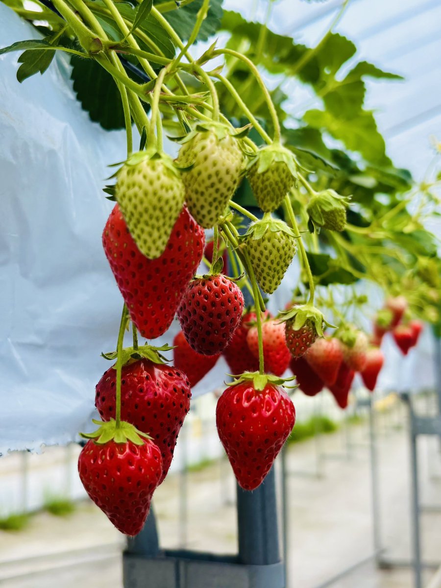 Ut74SDcPm725252's tweet image. 5人でいちご狩り◟(๑•͈ᴗ•͈)◞🍓
大好きな苺食べ放題🍓✨️
『私、70個は食べれる!』と言うたら
えっ…あり得ないとビックリされたけど
全員!70〜80個食べてました〜
ꉂꉂ(¯ᗜ¯艸)𐤔
因みにいちごはお野菜だよ (∩˃o˂∩)♡
#私の大切な宝者へ
#写真で伝えたい私の世界
#iPhone越しの私の世界