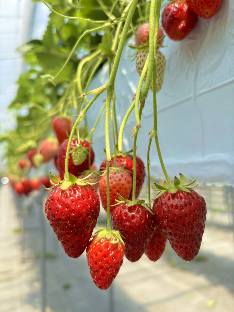 Ut74SDcPm725252's tweet image. 5人でいちご狩り◟(๑•͈ᴗ•͈)◞🍓
大好きな苺食べ放題🍓✨️
『私、70個は食べれる!』と言うたら
えっ…あり得ないとビックリされたけど
全員!70〜80個食べてました〜
ꉂꉂ(¯ᗜ¯艸)𐤔
因みにいちごはお野菜だよ (∩˃o˂∩)♡
#私の大切な宝者へ
#写真で伝えたい私の世界
#iPhone越しの私の世界