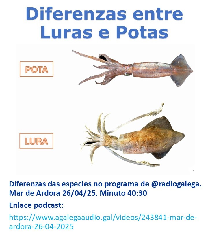 LURAS E POTAS
Diferenzas das especies no programa de @radiogalega. Mar de Ardora 26/04/25. Minuto 40:30
Enlace podcast:
agalegaaudio.gal/videos/243841-…