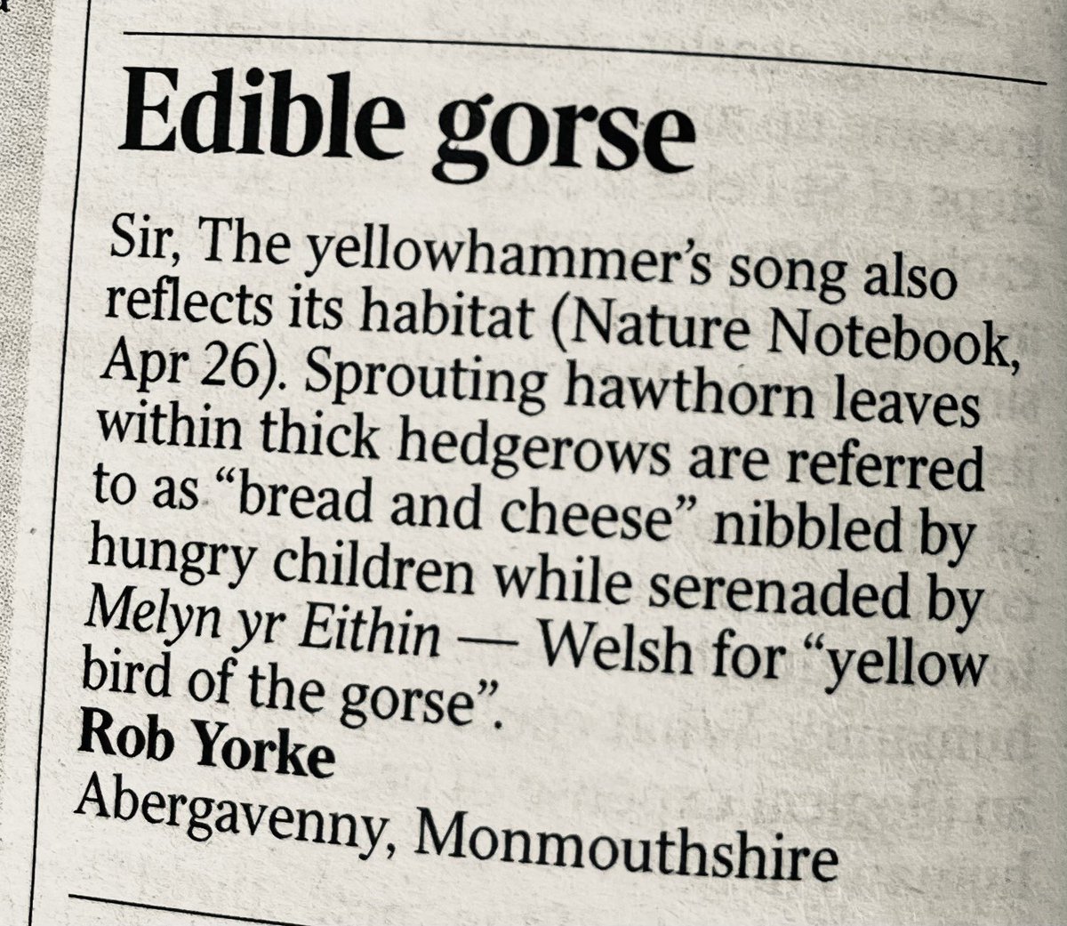 blackgull's tweet image. my letter on yellowhammer’s song, thick hedgerows, and Welsh gorse published in The Times today