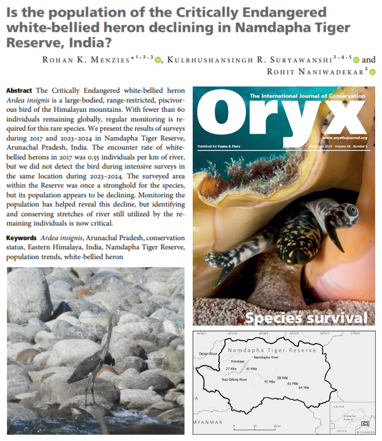 Menzies et al. detected no white-bellied herons in their 2023–2024 surveys in Namdapha Tiger Reserve, India, down from  7 individuals in 2017. The area was once a stronghold for the Critically Endangered species but its population appears to be declining 🚨doi.org/pj5d