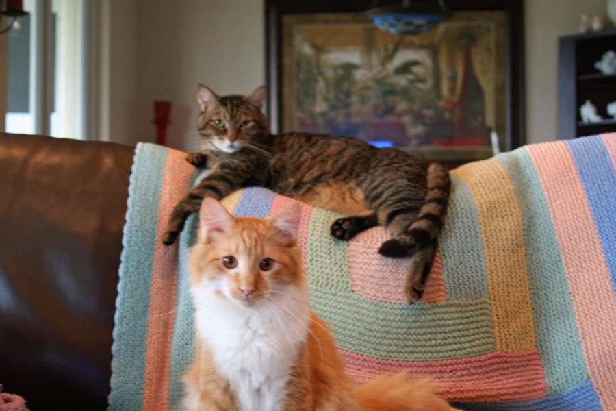 Foxy had 2 fursibs Bucky and last 2 years Fendi