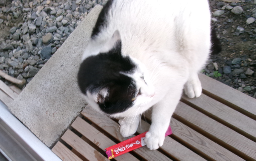 xxxadeht13's tweet photo. ちゅーるをゲットして警戒してるうささん🐱
#地域猫 https://t.co/i1eYSPKZa5