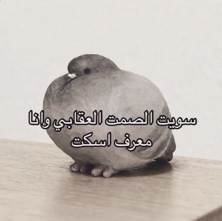 هل انت عبيط! |كود نايس ون Mo7 (@egyptianmemees) on Twitter photo 
