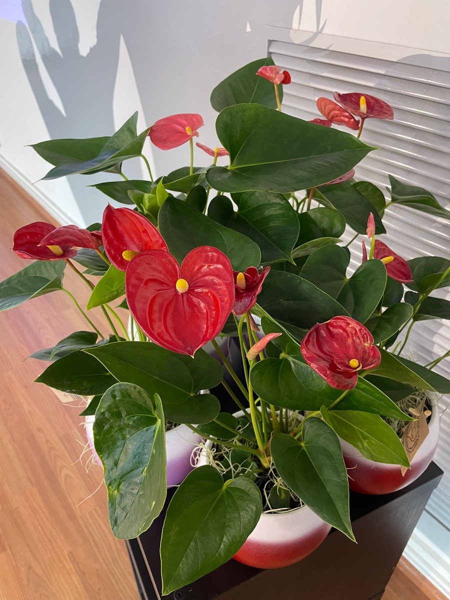 ccooedullobrega's tweet image. A punt de començar la 4 ª edició del concurs literari de CCOO al Bllapag.Acostar la lectura i l'escriptura als infants i adolescents és l'eina per aprendre a gaudir de la cultura i escriptura 
Moltes gràcies a tots els centres participants.
Quins nervis! #concurs #ccoo #bllapag