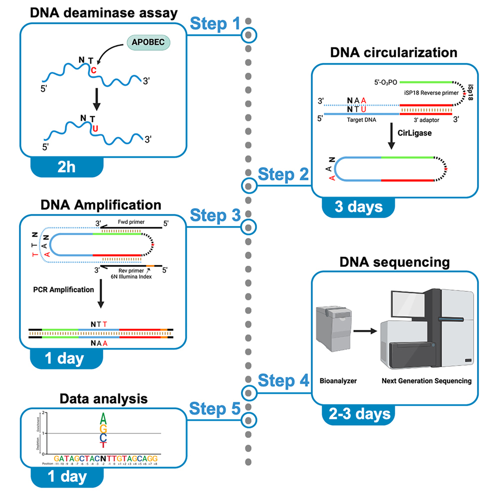 pedroorteg's tweet image. We describe how to perform Oligo-seq, a new method to map DNA motifs targeted by base editors. Validated with APOBEC3A and APOBEC3B, but adaptable to AID, CRISPR-Cas9, and more.
🧬 Full protocol 👉 sciencedirect.com/science/articl…
Thanks to @RemiBuisson @AmbrocioSanchz at @UCIrvine!