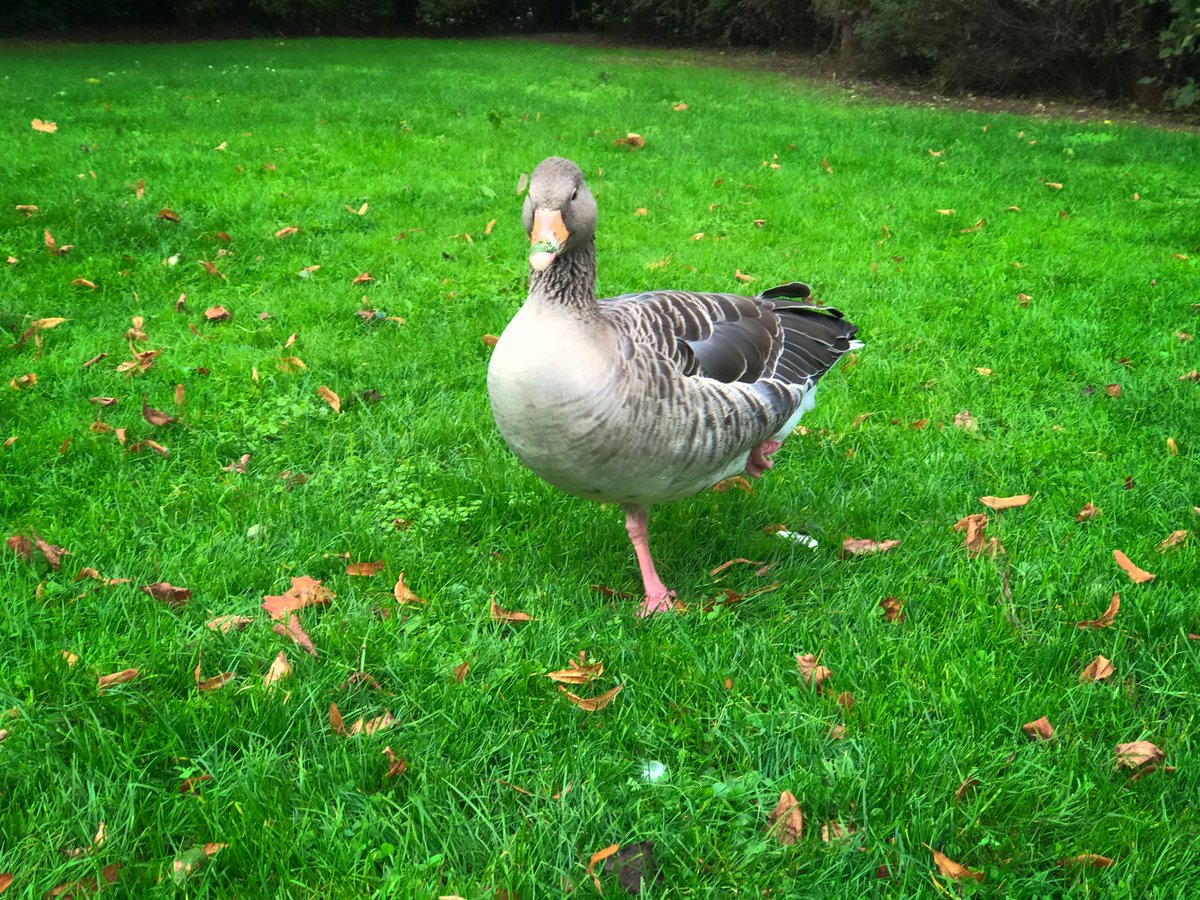 Carlo_on_air's tweet image. Ente gut, alles gut.