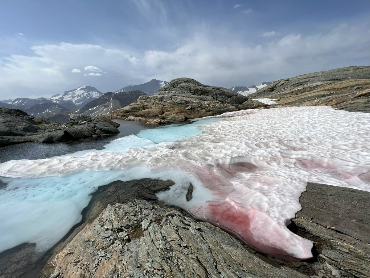 ALPALGA (@alpalga1) on Twitter photo 📸 CONTEST 2025: 7 photos of red snows selected for an exhibition in Grenoble 2025–26! Congrats 2 Thomas Pauze, Alex <a href="/Friendly_Frond/">Alex Innes Thomson</a> & Bray Antrim. Jury: <a href="/ALPALGA1/">ALPALGA</a> <a href="/kilianj/">kilian jornet</a> <a href="/creamontblanc/">CREA Mont-Blanc</a> <a href="/LautaretGarden/">Jardin du Lautaret (UGA/CNRS)</a> <a href="/mpneige/">Marie Dumont</a> <a href="/MuseumGrenoble/">Muséum de Grenoble</a>
(ALPALGA now ➡️ Bluesky)
alpalga.fr/en/photo-conte… 📸 CONTEST 2025: 7 photos of red snows selected for an exhibition in Grenoble 2025–26! Congrats 2 Thomas Pauze, Alex <a href="/Friendly_Frond/">Alex Innes Thomson</a> & Bray Antrim. Jury: <a href="/ALPALGA1/">ALPALGA</a> <a href="/kilianj/">kilian jornet</a> <a href="/creamontblanc/">CREA Mont-Blanc</a> <a href="/LautaretGarden/">Jardin du Lautaret (UGA/CNRS)</a> <a href="/mpneige/">Marie Dumont</a> <a href="/MuseumGrenoble/">Muséum de Grenoble</a>
(ALPALGA now ➡️ Bluesky)
alpalga.fr/en/photo-conte…