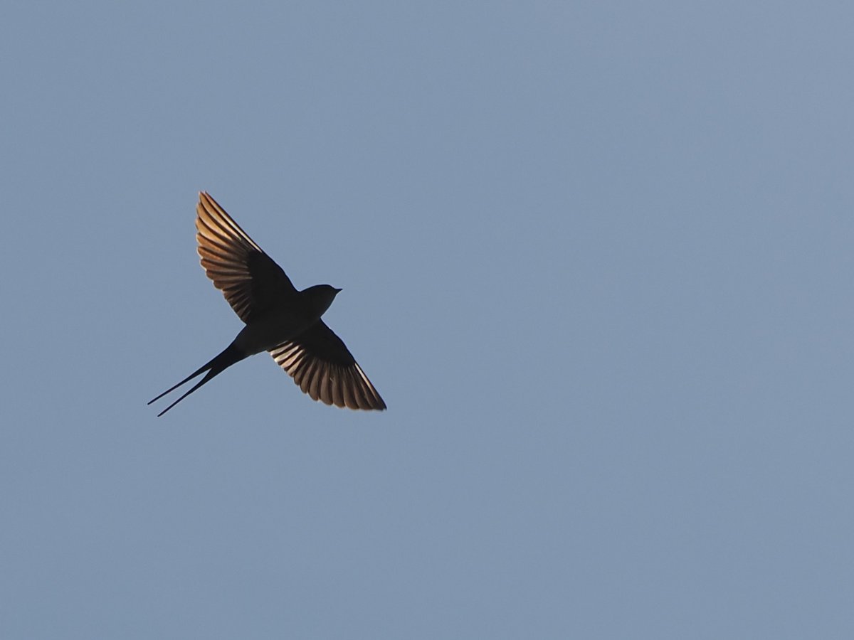 After no luck with the Alpine Accentor, the trip to Flamborough today with a few of the <a href="/spurnbirdobs/">Spurn Bird Observatory</a> team was made worthwhile by sensational overhead views of this Red-rumped Swallow near the sea watch hide around 14.15 before it drifted back north. <a href="/BirdGuides/">BirdGuides</a> <a href="/RareBirdAlertUK/">RareBirdAlertUK</a>