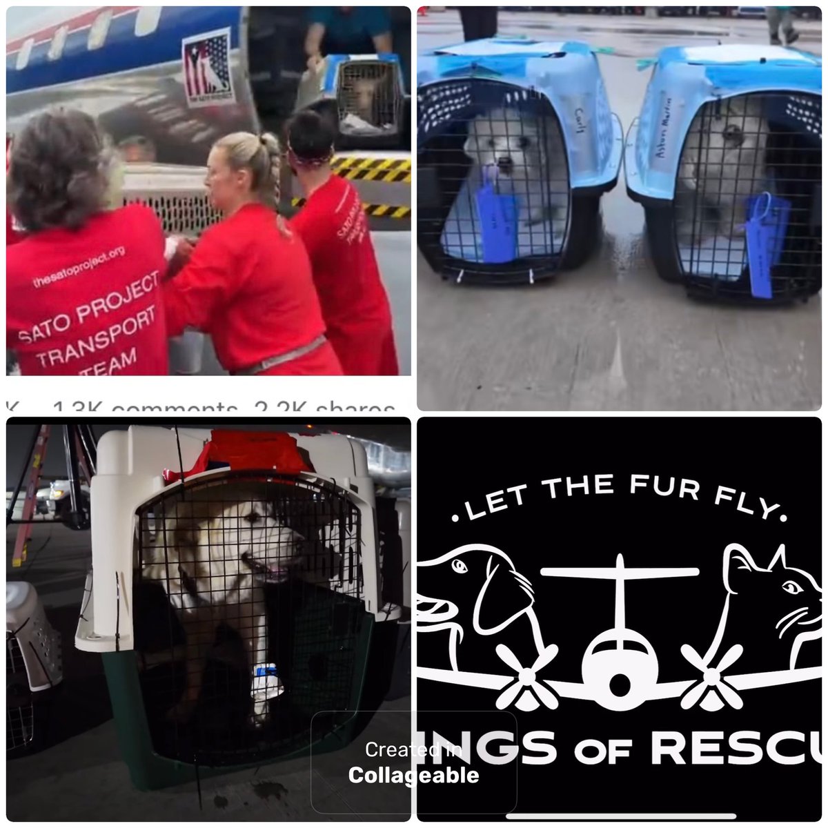 PawsnTails4TX's tweet photo. #WingsOfRescue has safely delivered 166 dogs πΆ and cats πββ¬ from Dallas and Houston shelters this past weekend! Another stop was added last minute stopping in Florida and transporting some from Miami Dade Animal Shelter π
Welcome home π‘ furbabies ππ https://t.co/4mTydSJleO