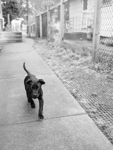 Opie is ready to walk right into your heart! 🖤

This little guy is the perfect mix of playful and snuggly! Opie loves playing with other dogs (big or small), is curious about cats, and enjoys tug-of-war and lap naps in equal measure.

ruffstartrescue.org/adopt/adoptabl…