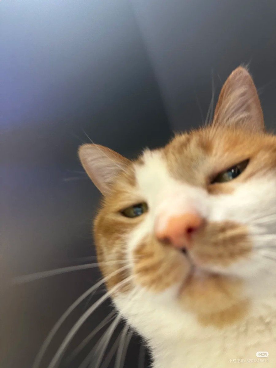 ShouldHaveCat's tweet image. 