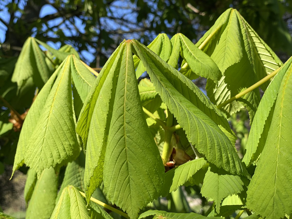 For residents of City of London housing estates - Take a gentle stroll with Age UK City of London and cultural historian Chris Schüler, author of ‘The Wood That Built London’ as we explore local trees through mindful walking.  <a href="/cityoflondon/">City of London</a> #eventslondon
urbantreefestival.org/slow-mindful-t…