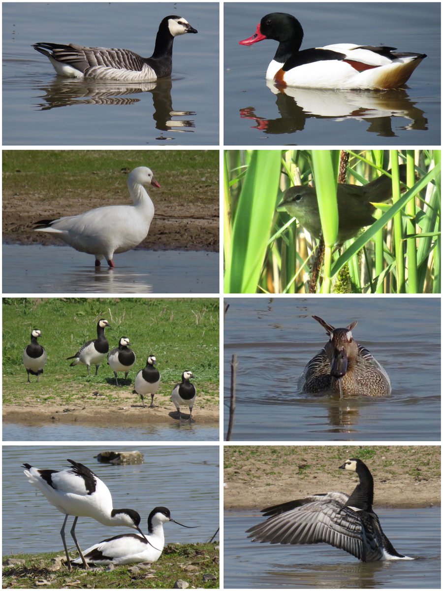 No Frills Birder (@curlewcrazy) on Twitter photo Feathered memories <a href="/WWTSlimbridge/">WWT Slimbridge</a> today <a href="/slimbridge_wild/">Slimbridge Sightings</a> <a href="/WWTworldwide/">WWT</a> <a href="/Natures_Voice/">RSPB</a> <a href="/RSPBEngland/">RSPB England</a> <a href="/waderquest/">Wader Quest</a> #ShowUsYourWetlands <a href="/_BTO/">BTO</a> <a href="/BTO_GLOS/">BTO GLOS</a> #WaderWednesday Feathered memories <a href="/WWTSlimbridge/">WWT Slimbridge</a> today <a href="/slimbridge_wild/">Slimbridge Sightings</a> <a href="/WWTworldwide/">WWT</a> <a href="/Natures_Voice/">RSPB</a> <a href="/RSPBEngland/">RSPB England</a> <a href="/waderquest/">Wader Quest</a> #ShowUsYourWetlands <a href="/_BTO/">BTO</a> <a href="/BTO_GLOS/">BTO GLOS</a> #WaderWednesday