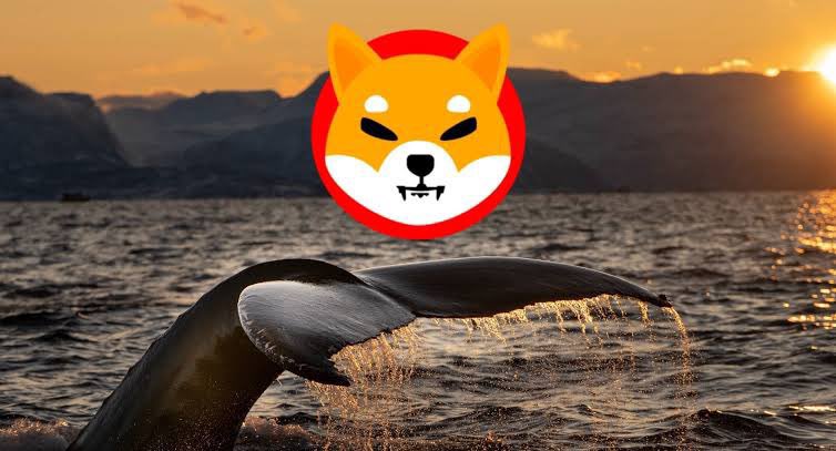 SHIBpossessor's tweet photo. Big Whales Are BUYING All the Way

$SHIB 🐋 https://t.co/a1QI9NaE37