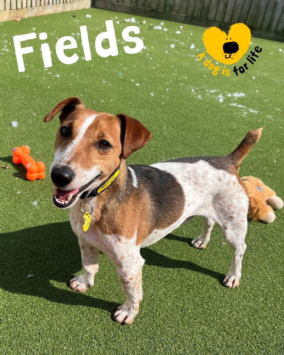 Fields would love to find his forever home where he can spend his days sniffing and exploring before hopping onto his best buddy's lap for a snuggle 🐾❤️

Find out more on our website (link in bio)

#IntrepidExplorer #MisterPersonality #AdoptMe #DogsTrust #DogsTrustSalisbury