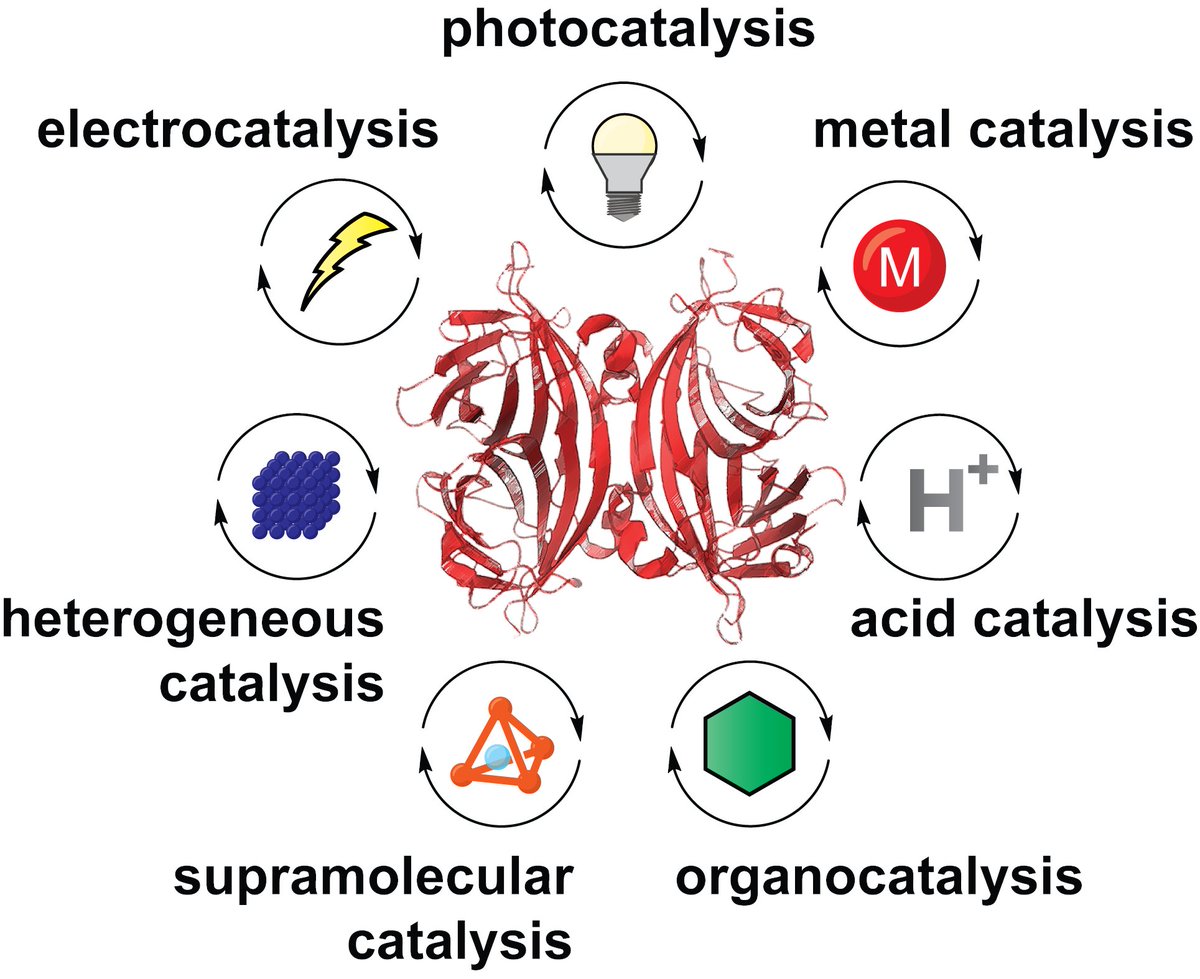 Ohata Lab (@ohatalab) on Twitter photo Our collaborative review paper with the <a href="/K_Oisaki/">Kounosuke OISAKI | 生長 幸之助</a> & Sato labs about catalysis of protein bioconjugation was published <a href="/ChemCatChem/">ChemCatChem</a>
See how 7 types of catalysis were used for modification of proteins!
doi.org/10.1002/cctc.2… Our collaborative review paper with the <a href="/K_Oisaki/">Kounosuke OISAKI | 生長 幸之助</a> & Sato labs about catalysis of protein bioconjugation was published <a href="/ChemCatChem/">ChemCatChem</a>
See how 7 types of catalysis were used for modification of proteins!
doi.org/10.1002/cctc.2…