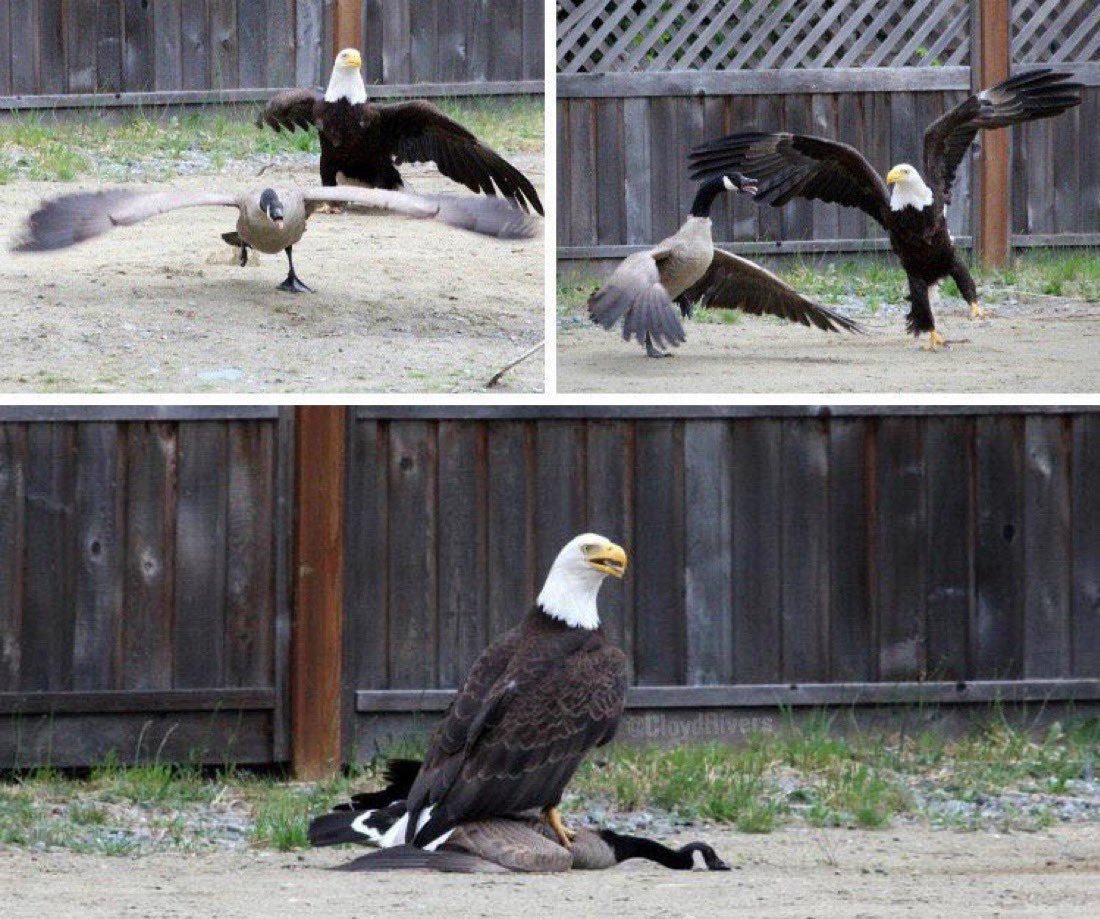 StackingCheddar's tweet image. Canada: A Short Story