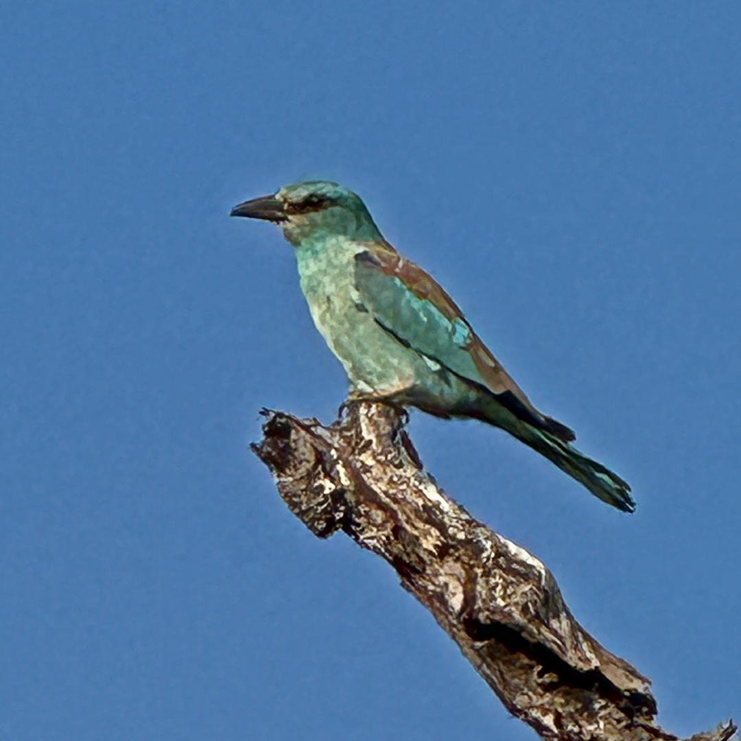 NateyesPhoto's tweet image. European Roller

#EuropeanRoller #bird #timbavati #nature #africa #naturephotographer #wanderlust #traveltheworld